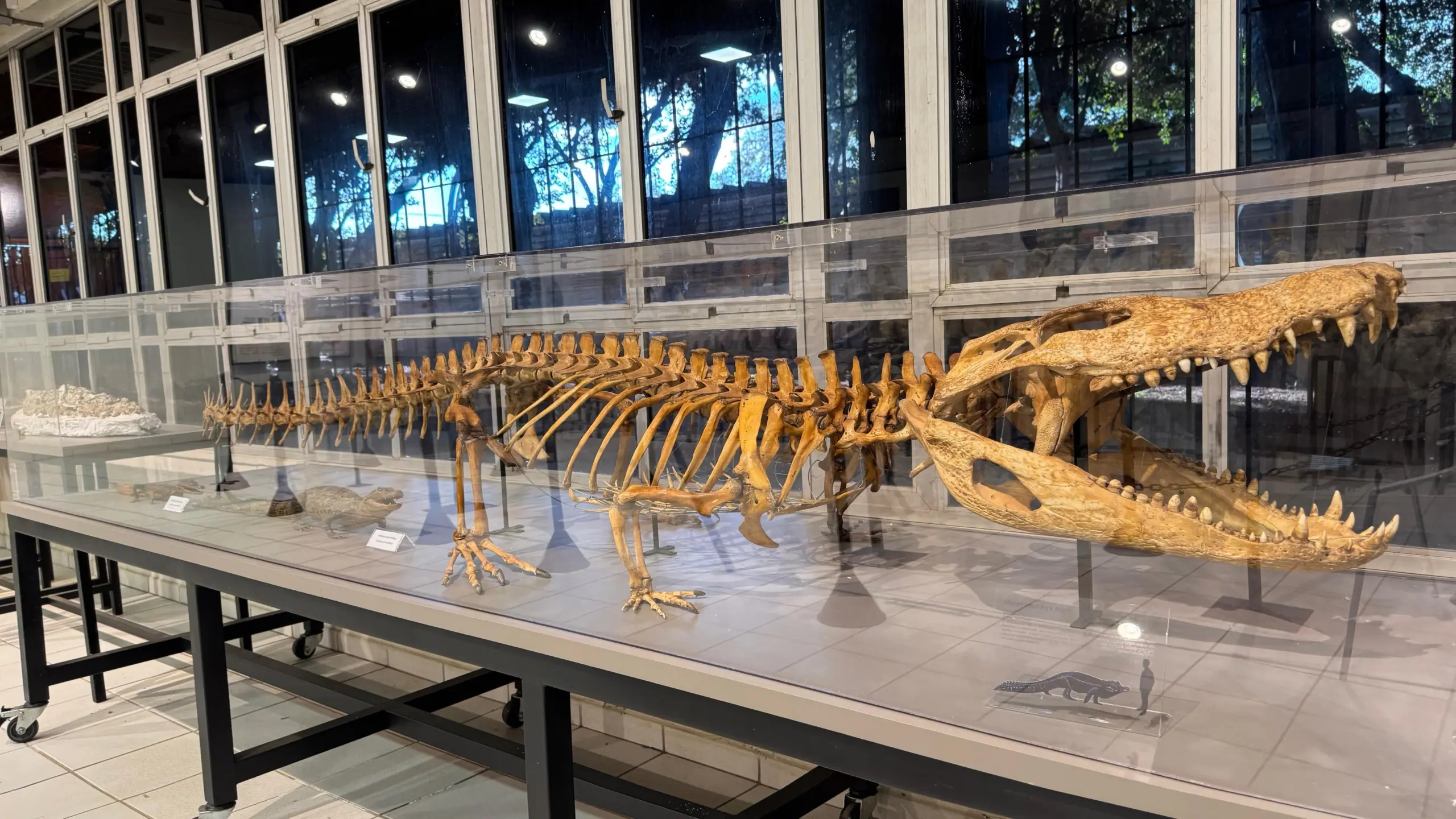 Tartaruga e jacaré gigantes: Museu da Ufac guarda fósseis raros da pré-história amazônica