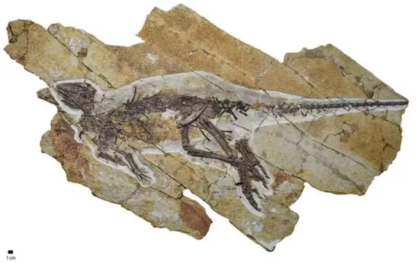 Fóssil revela dinossauro com garganta parecida com pássaro e que sugere que rugidos podem ser coisa de filme; entenda
