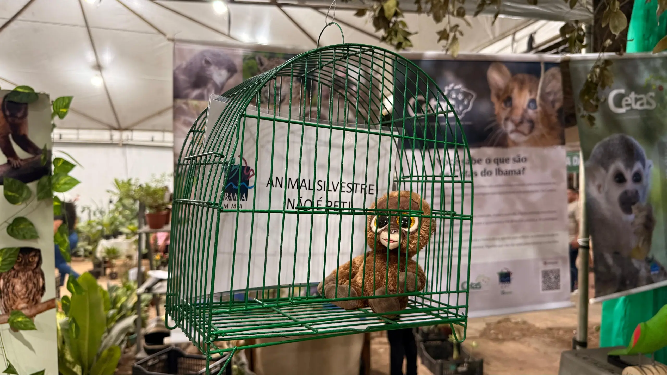Crânio de onça e rabo de tatu: Ibama expõe apreensões de artefatos feitos de animais silvestres na Expoacre 3 Crânio de onça e rabo de tatu: Ibama expõe apreensões de artefatos feitos de animais silvestres na Expoacre