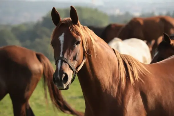 Em caso inédito, ração tóxica causa a morte de ao menos 245 cavalos no Brasil