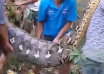 Homem é engolido inteiro por cobra píton de 8 metros; VÍDEO