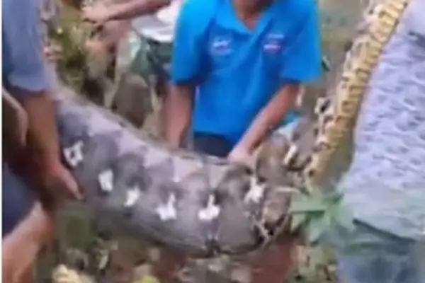 Homem é engolido inteiro por cobra píton de 8 metros; VÍDEO
