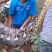 Homem é engolido inteiro por cobra píton de 8 metros; VÍDEO