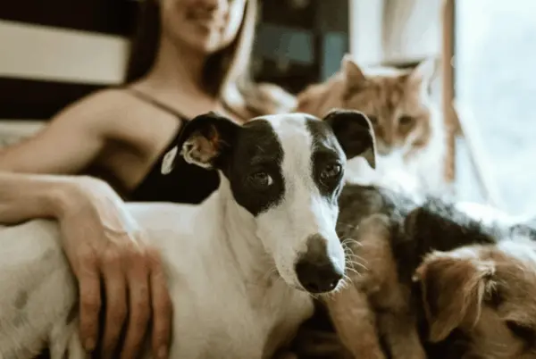 Estudo: ter gato ou cachorro pode aumentar capacidade cerebral humana