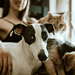 Chewy/Unsplash