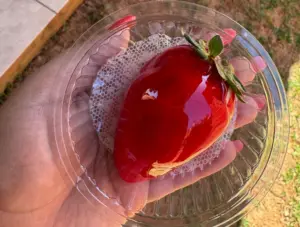 Morango do Amor vira febre em Rio Branco e faz morangos sumirem dos mercados: “Procura está surreal”