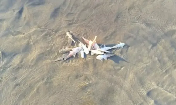 Governo do Acre investiga morte de peixes no Rio Muru após denúncia de moradores