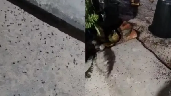 Infestação de moscas invade casas e afeta a saúde de moradores em comunidade de Fortaleza