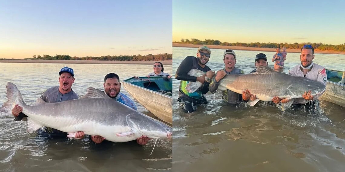 Pescador fisga uma piraíba de 2 metros no Rio Araguaia  • Arquivo Pessoal/Caiuã Carvalho