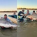 Pescador fisga uma piraíba de 2 metros no Rio Araguaia  • Arquivo Pessoal/Caiuã Carvalho