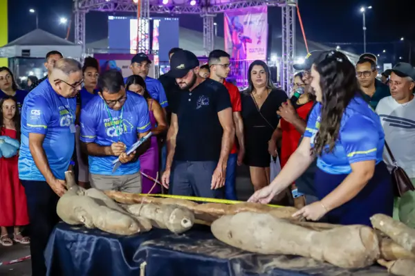 Mandioca de quase 3 metros e outra de mais de 14 quilos vencem concurso no Festival da Farinha