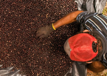Festival do Açaí 2025 de Feijó impulsiona a economia local