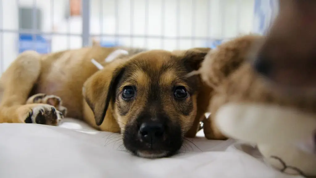 Petinder: adoção de animais na Expoacre traz alegria a família que perdeu cachorrinha 4 Petinder: adoção de animais na Expoacre traz alegria a família que perdeu cachorrinha