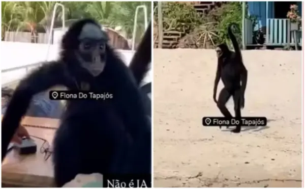 Macaco-Aranha é flagrado passeando na praia e interagindo com visitantes em embarcação na Flona do Tapajós; veja o vídeo