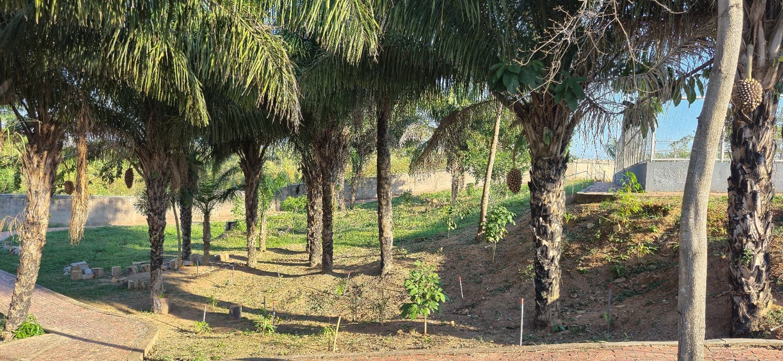 Acre em estado de emergência: Sazonalidade do vírus sincicial respiratório somada à seca extrema e ao calor ameaça saúde de crianças de até 6 anos 10 Acre em estado de emergência: Sazonalidade do vírus sincicial respiratório somada à seca extrema e ao calor ameaça saúde de crianças de até 6 anos