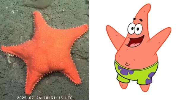 'É o Patrick': estrela-do-mar com 'bumbum' surpreende cientistas no fundo do mar na Argentina