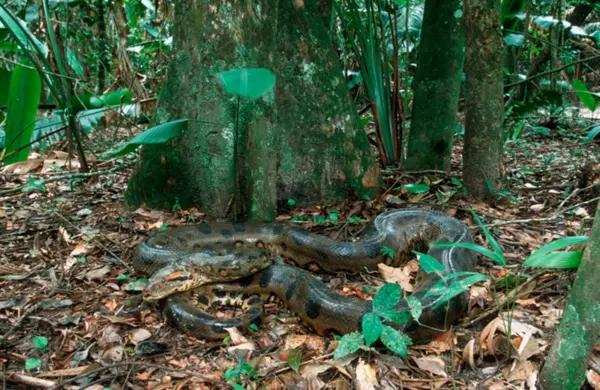 Maior do mundo: nova espécie de sucuri é encontrada na Amazônia