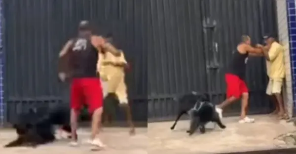 Vídeo: tutores e animais brigam após cão cheirar o traseiro de outro