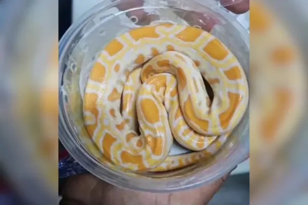 Funcionários dos Correios encontram cobra píton em caixa de encomenda