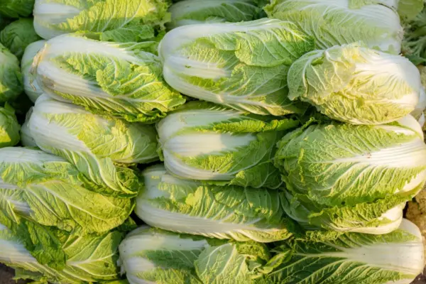 Vegetal incomum ajuda no emagrecimento e na digestão; saiba qual