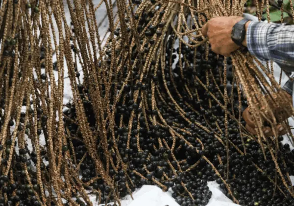 Feijó terá primeira indústria de açaí com Indicação Geográfica da fruta no Brasil