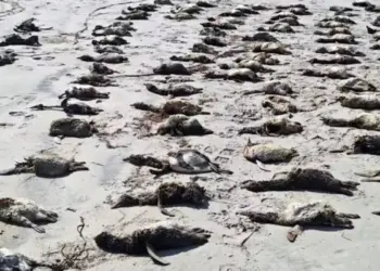 Mistério: mais de 700 pinguins são encontrados mortos no litoral de São Paulo