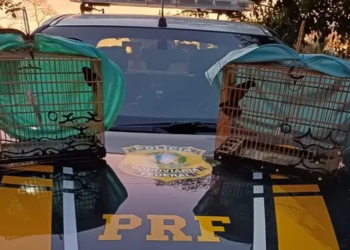 Foto: Arquivo/PRF