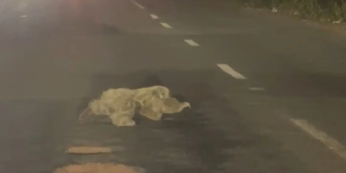 VÍDEO: Bicho-preguiça é flagrado atravessando avenida em Rio Branco