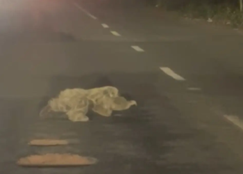 VÍDEO: Bicho-preguiça é flagrado atravessando avenida em Rio Branco