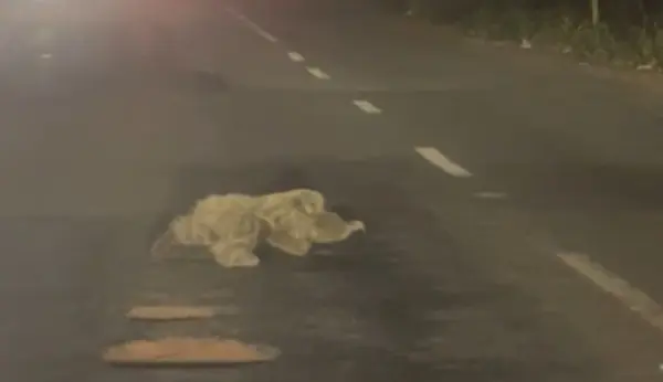 VÍDEO: Bicho-preguiça é flagrado atravessando avenida em Rio Branco
