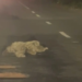 VÍDEO: Bicho-preguiça é flagrado atravessando avenida em Rio Branco
