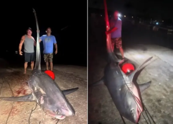 Após seis horas de 'batalha' em alto-mar, pescadores vencem tubarão de 5 metros