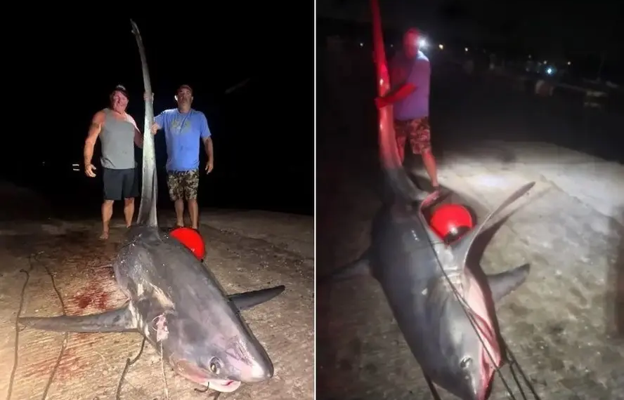 Após seis horas de 'batalha' em alto-mar, pescadores vencem tubarão de 5 metros