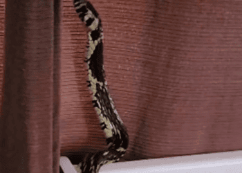 Segundo o Instituto Butantan, a caninana é uma cobra muito ágil, e é encontrada em todos os biomas brasileiros, com exceção dos Pampas - (crédito: Reprodução/Instagram)