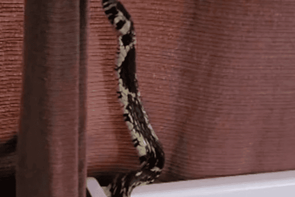 Segundo o Instituto Butantan, a caninana é uma cobra muito ágil, e é encontrada em todos os biomas brasileiros, com exceção dos Pampas - (crédito: Reprodução/Instagram)