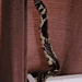 Segundo o Instituto Butantan, a caninana é uma cobra muito ágil, e é encontrada em todos os biomas brasileiros, com exceção dos Pampas - (crédito: Reprodução/Instagram)
