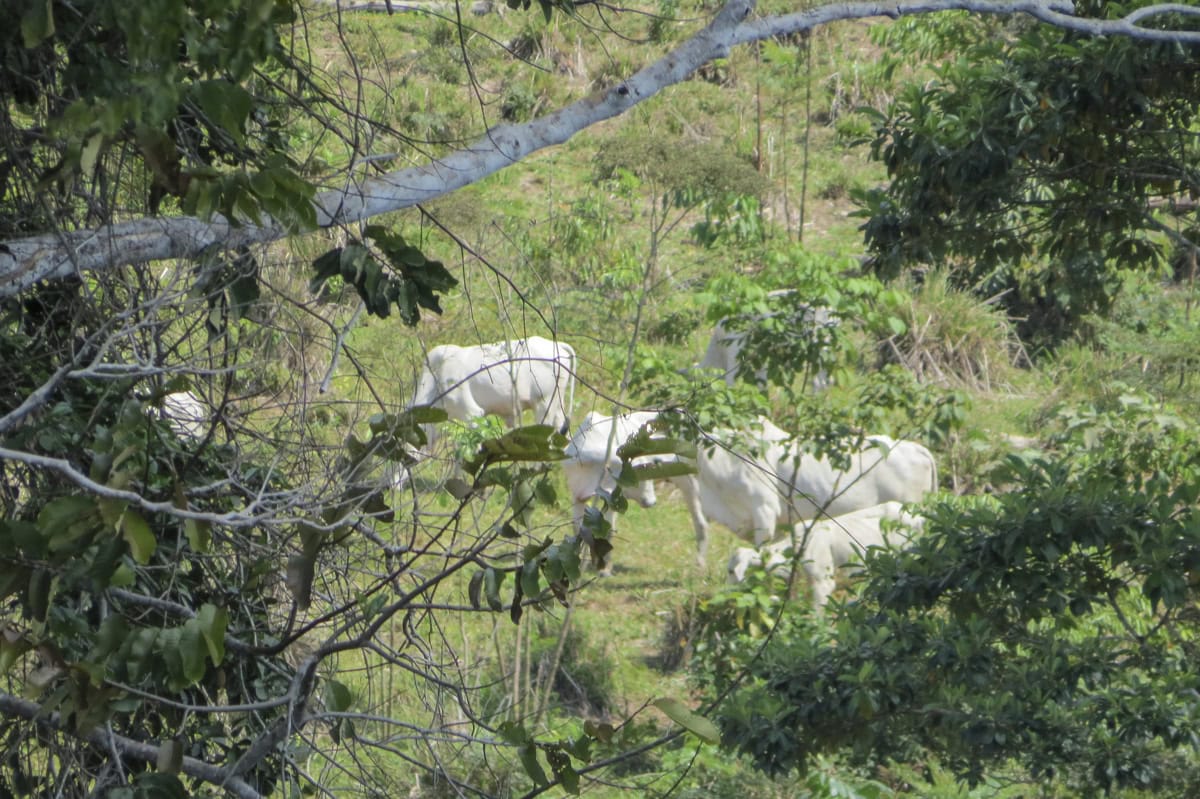 Comissão de Soluções Fundiárias atua para mediar conflito agrário em Rodrigues Alves 3 Comissão de Soluções Fundiárias atua para mediar conflito agrário em Rodrigues Alves