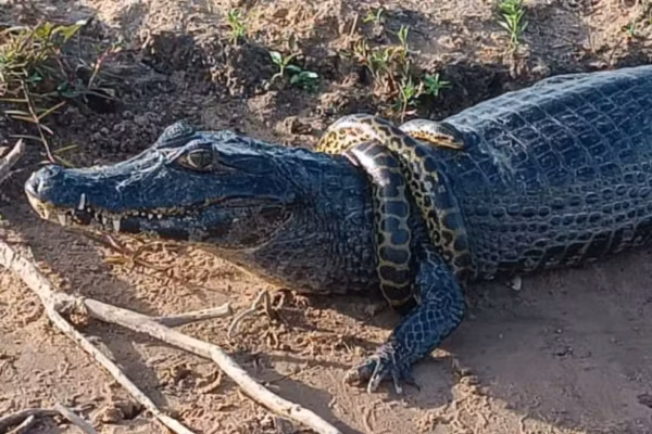 VÍDEO: sucuri 'adolescente' se enrola em pescoço de jacaré e rende cena inusitada no Pantanal