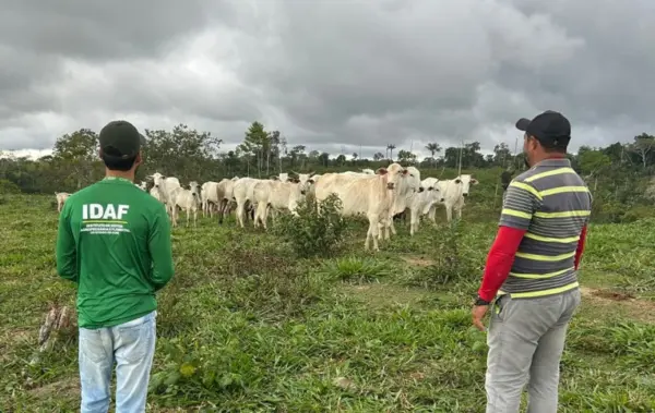 Três casos de raiva bovina são confirmados no Acre; Idaf reforça importância da vacinação e notificação imediata
