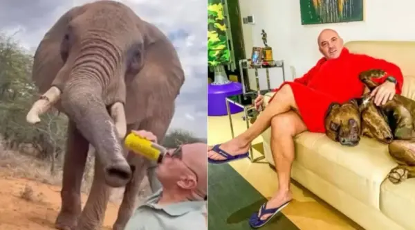 Turista despeja cerveja dentro de tromba de elefante em safári e causa revolta