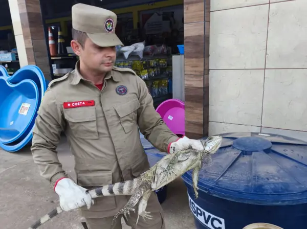 Iguana é resgatada por bombeiros após invadir loja de materiais de construção no Acre