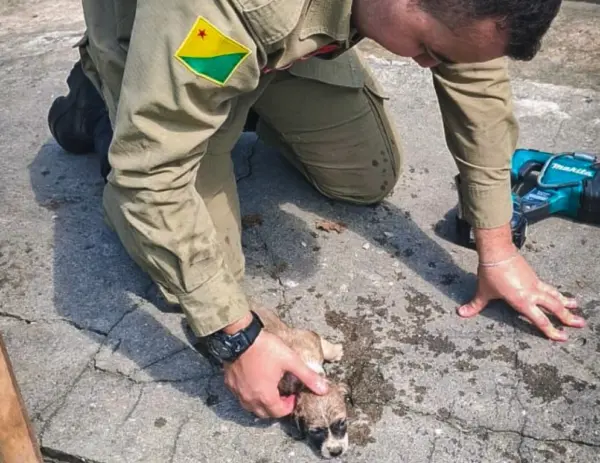 Cachorro preso em tubulação mobiliza Corpo de Bombeiros em Cruzeiro do Sul