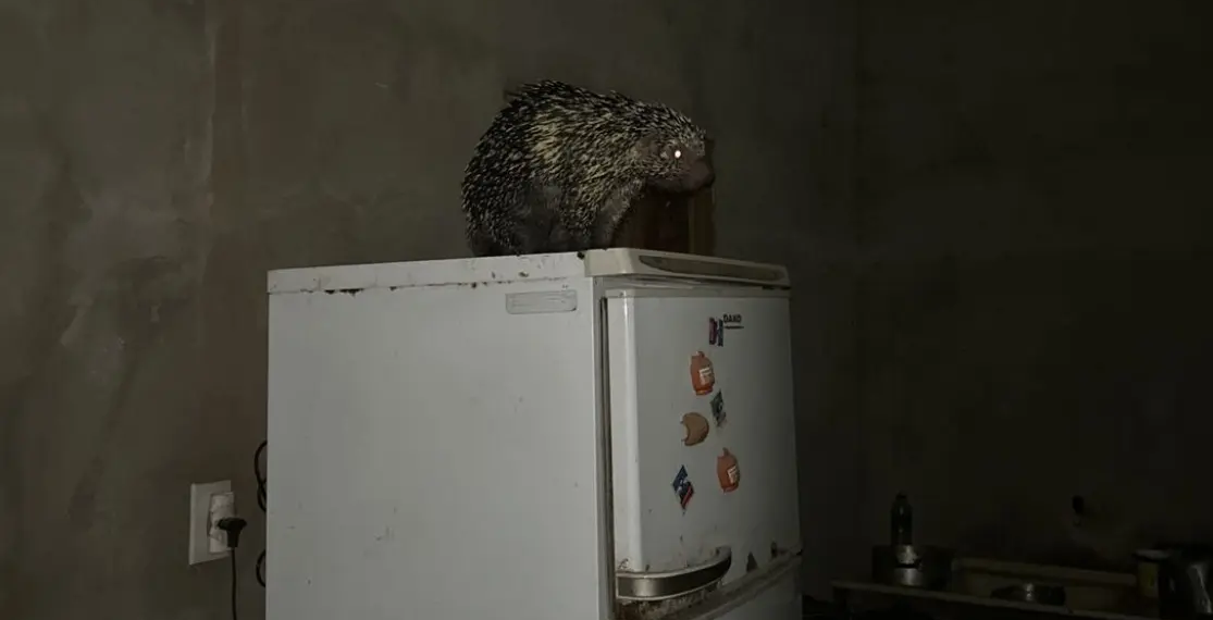 Porco-espinho é capturado em cima de geladeira em casa no Acre