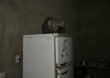 Porco-espinho é capturado em cima de geladeira em casa no Acre