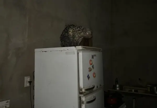 Porco-espinho é capturado em cima de geladeira em casa no Acre