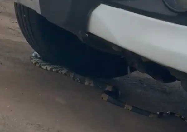 VÍDEO: Cobra aparece no estacionamento do Fórum em Rio Branco e assusta servidores