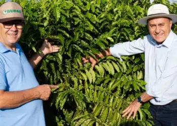 Segundo Bocalom, a cafeicultura no Juruá impulsiona renda e fortalece agricultura familiar (Foto: Assessoria)