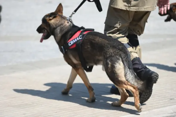 Dia da Independência: veja imagens da celebração do povo e dos bastidores da festa 14 Dia da Independência: veja imagens da celebração do povo e dos bastidores da festa