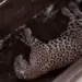 Onça-pintada é flagrada descansando em curral de fazenda no Mato Grosso (Foto: Reprodução)