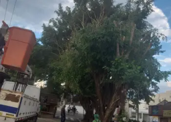 Prefeitura de Rio Branco esclarece poda de árvores no Centro da cidade